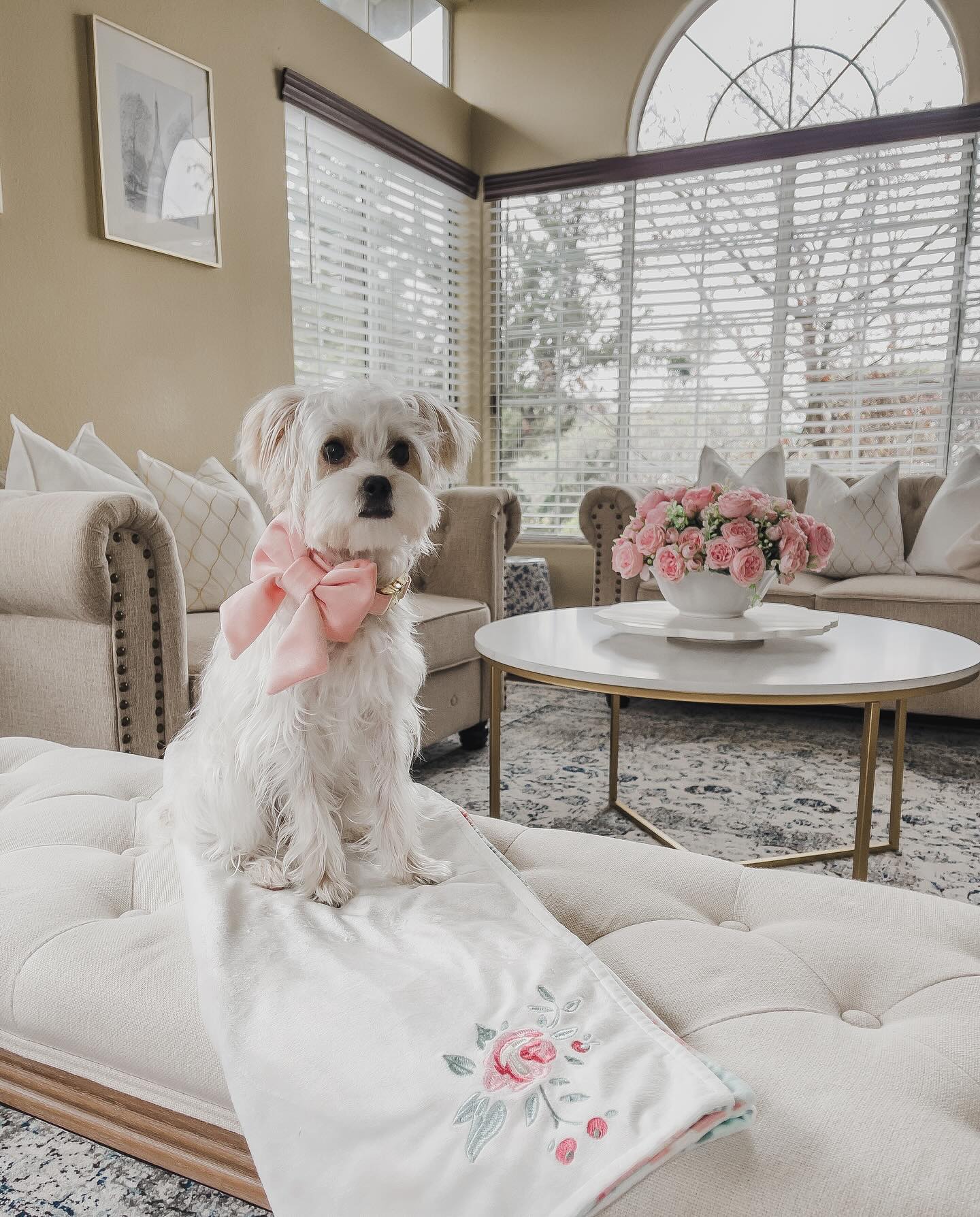 Blush Pink Velvet Lady Dog bow (Large)