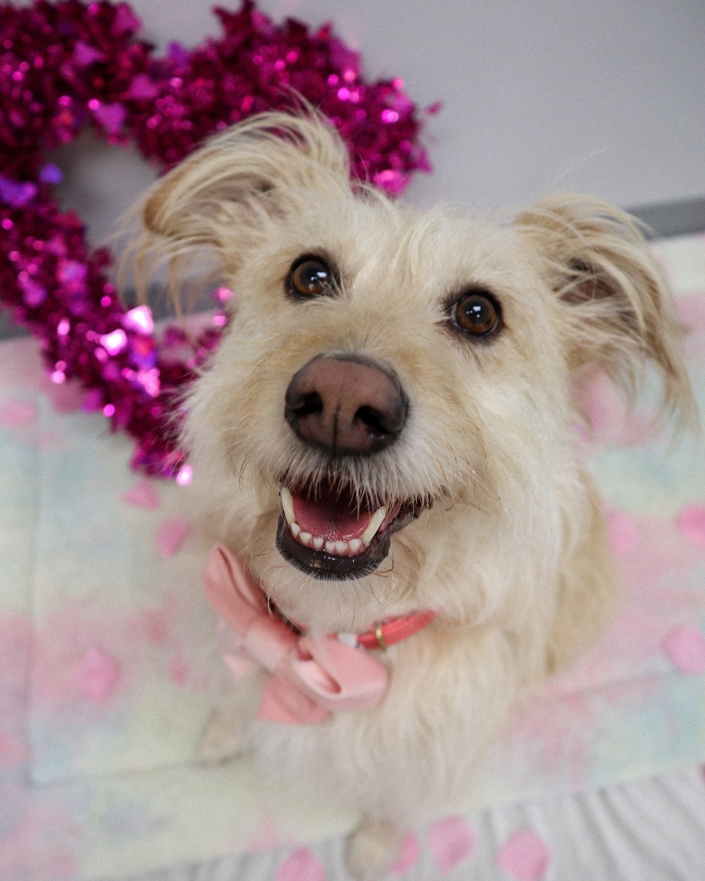 Blush Pink Velvet Lady Dog bow (Small)